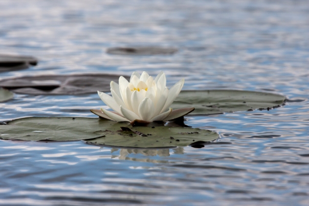 Water Lily - Duck Lake