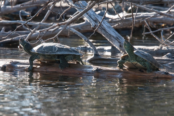 Pair of turtles sunning themselves
