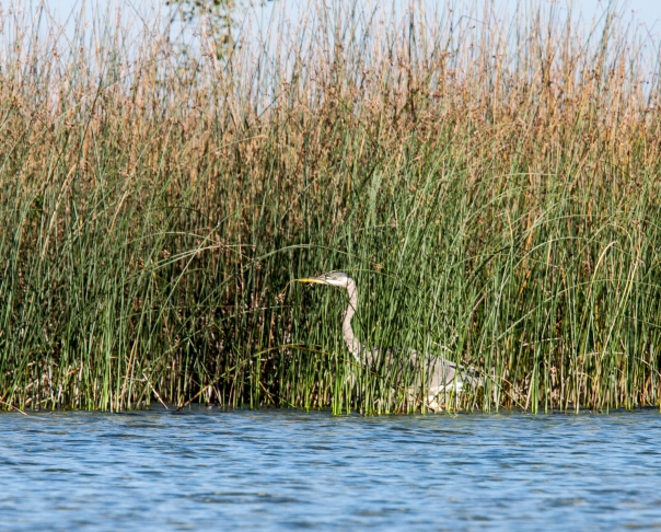 A Heron in the Reeds