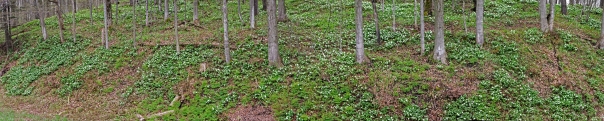 Hillside Trilliums