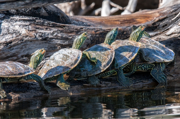 Four Turtles