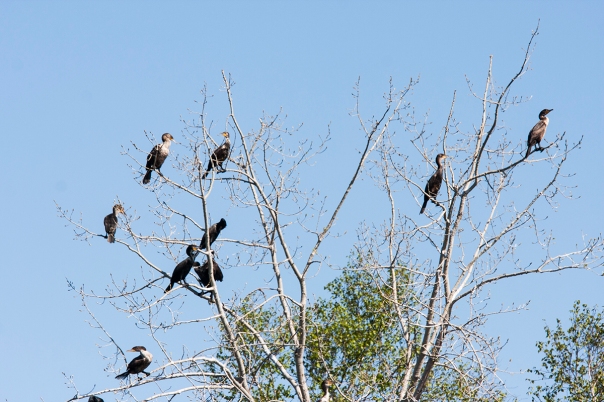 Cormorants in a Tree